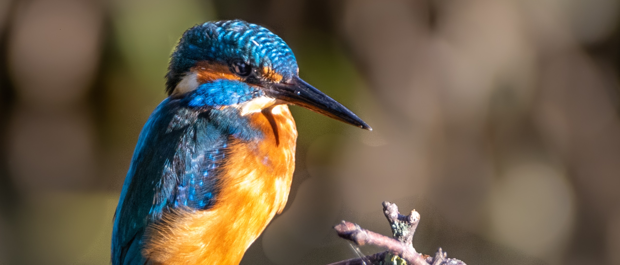 Image of Kingfisher on branch ©Photo by Louie Fletcher