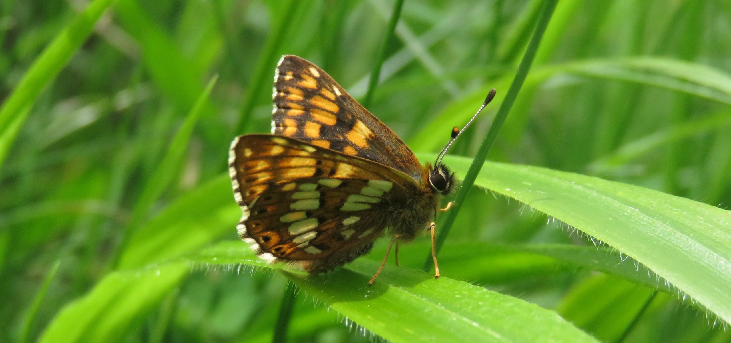 An image of a Duke of Burgundy butterfly resting on a leaf with its wings half open