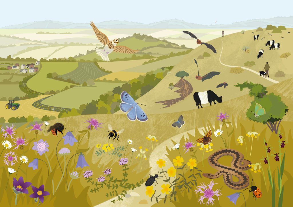 An illustration showing how nature recovery could flourish in the Cotswolds. The image show a wide range of species - both wild and farm animals. It also shows a range of habitats - from grasslands to farmland, and a path representing access and recreation for people within the landscape. 