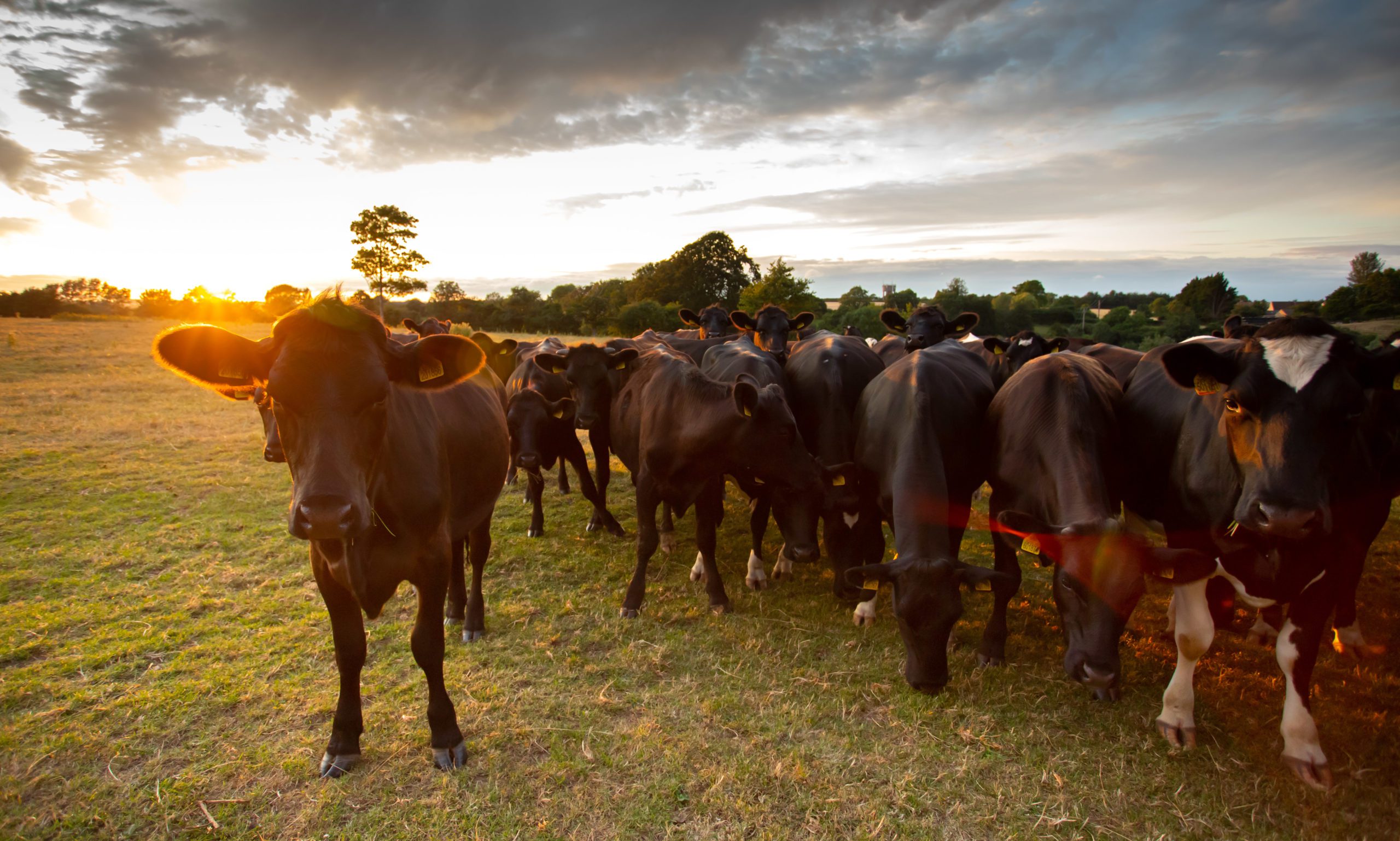 A herd of brown cows approaches the camera inquisitively as the sun sets in the background.