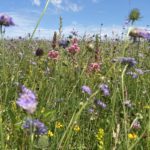 Photo of grassland flowers - a haze of pink, purple, yellow and green field with blue skies above