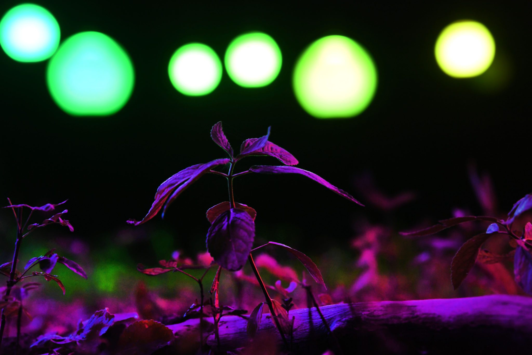 A night time image showing an artwork installed in woodland. The images showing multicoloured glowing orbs suspended above the woodland floor. In the foreground there is a small plant silhouetted against the lights int he background.