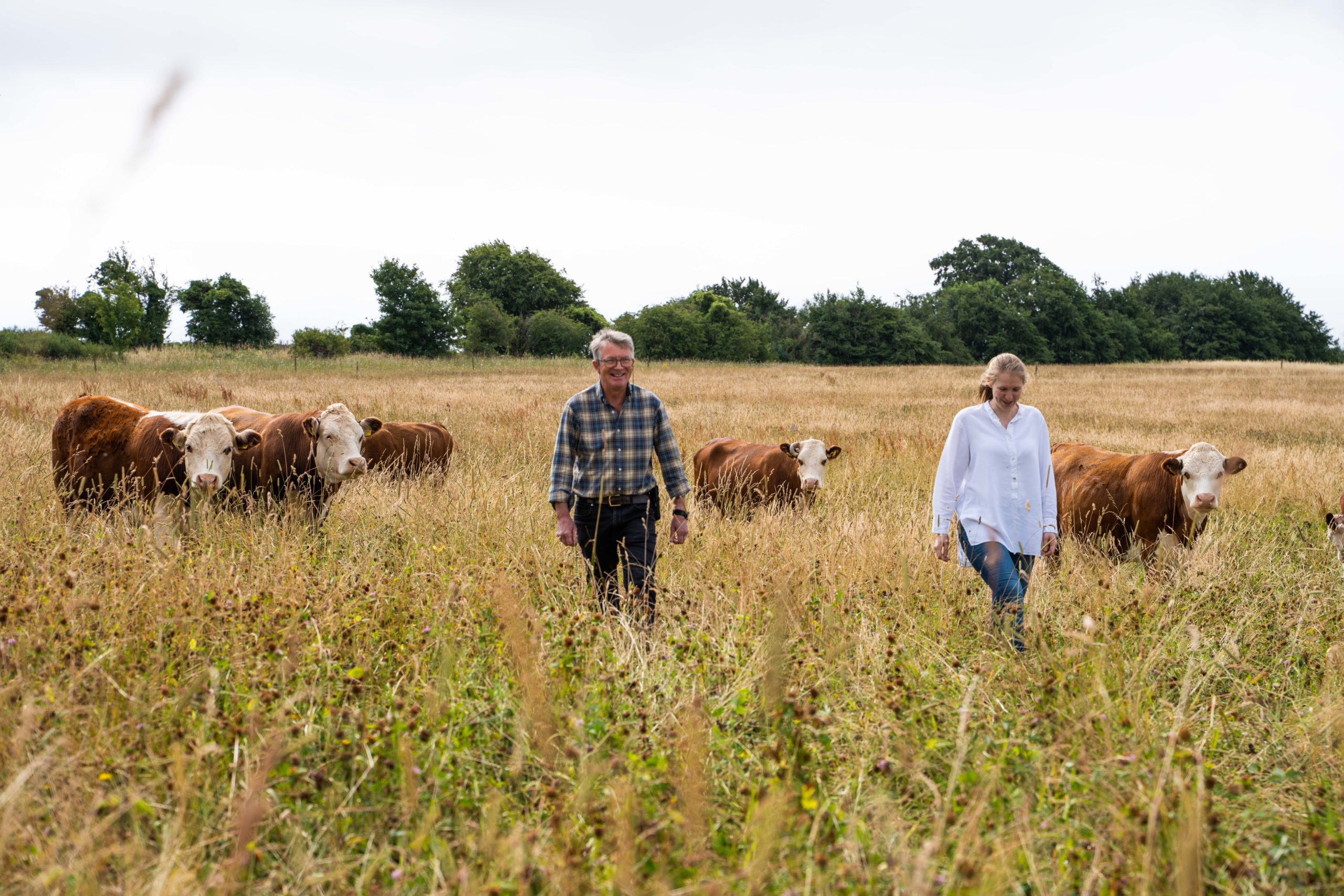 Image shows a man and a woman walking in a field in front of a herd of Hereford cattle. The cattle are grazing on Cotswold wildflower meadows.