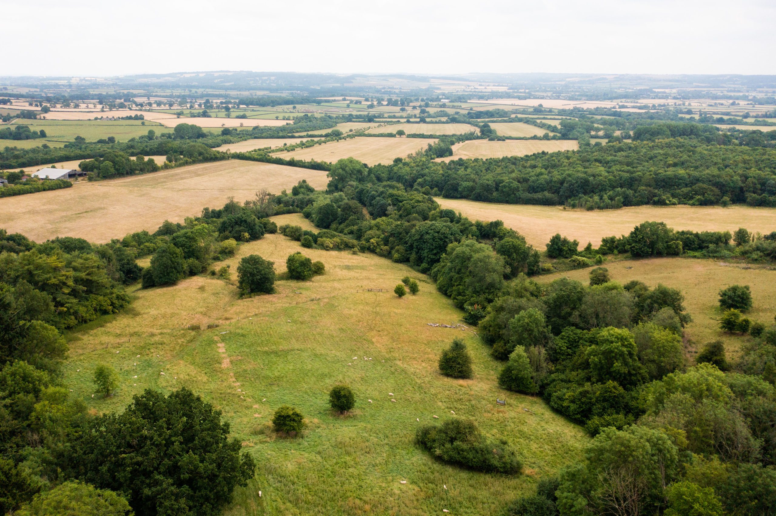 Image shows an aerial shot of the Cotswolds. The images features trees, hedgerows, and fields used for grazing sheep. In the background are arable fields.