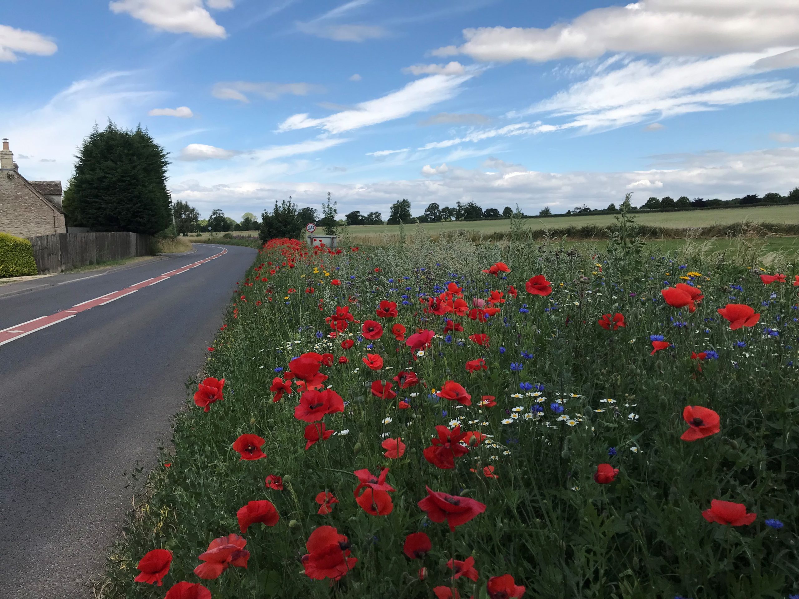 Image shows a roadside verge in a Cotswolds village, populated with lots of wildflowers, the most prominent of which are ed poppies. The sky is blue, with white clouds and the road stretches ahead to the horizon.