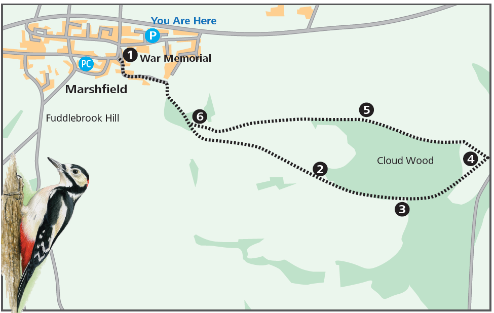 Cloud Wood Loop (Cotswold Gateway Marshfield Walk 1)