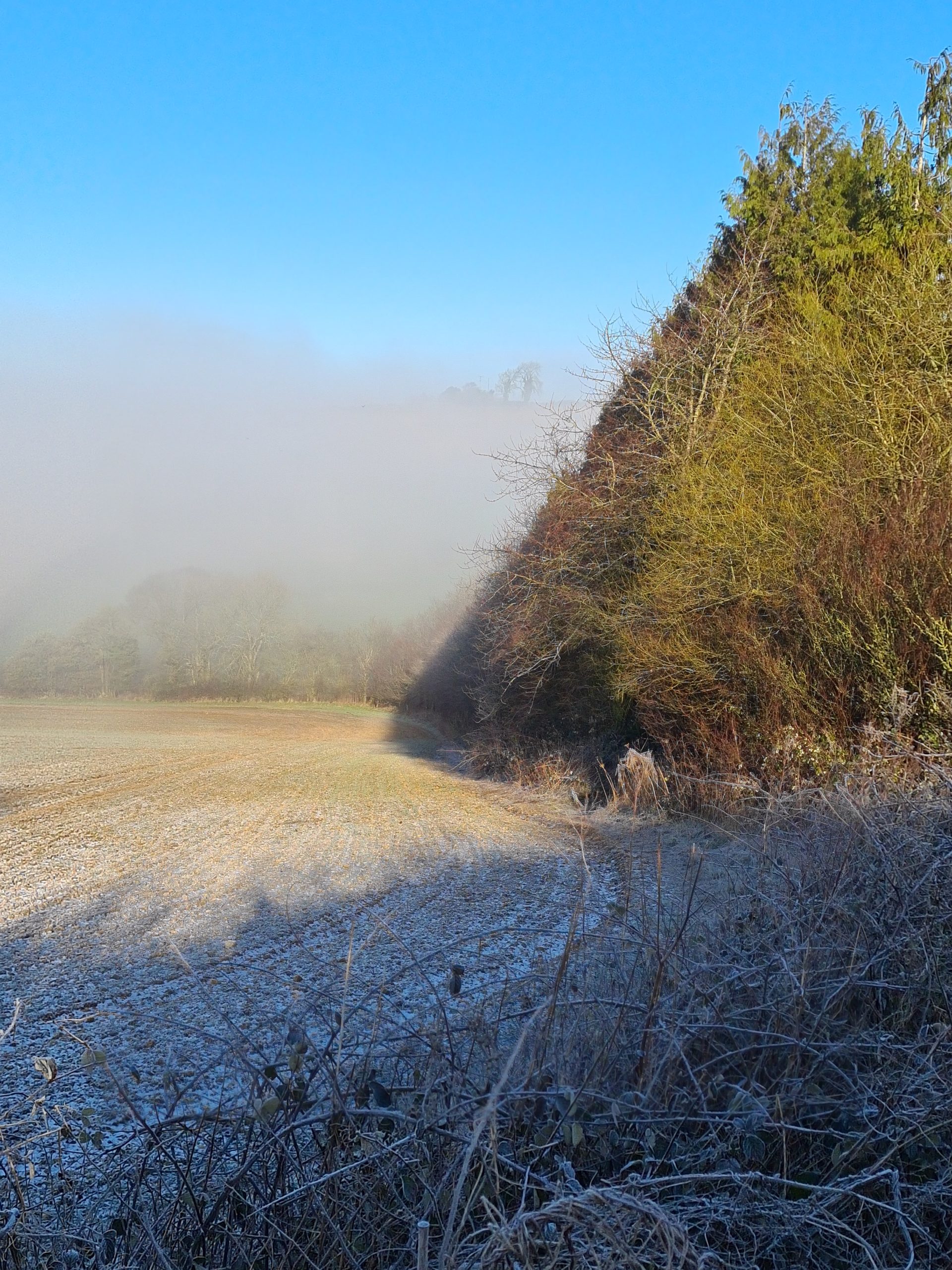 SHORTER AND STEADIER 13 Green Dragon