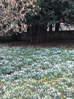 A Snowdrop Walk - PLEASE NOTE CHANGE OF DATE