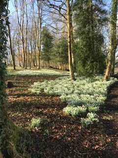 CNL60/Snowdrops