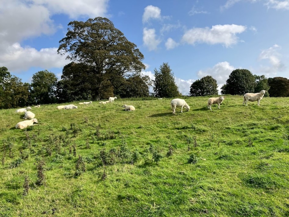 Stow Swell Battlefield