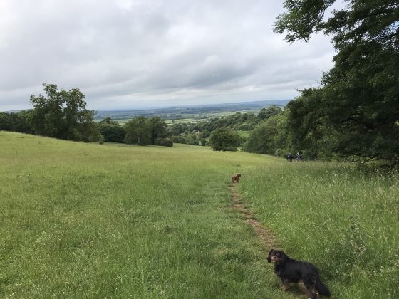 Cath Gillespie & Trudi Savage (Holly, Rosie & Oscar the dogs)