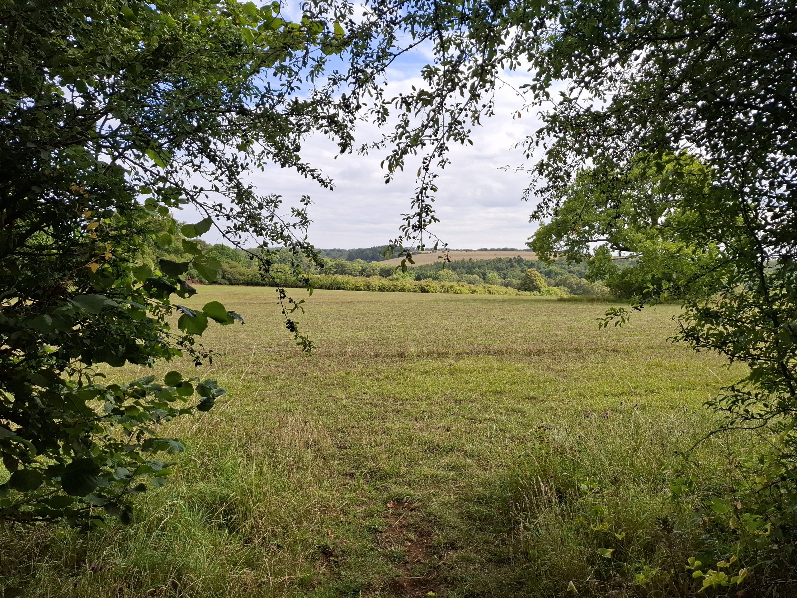 Shorter and Steadier 2025 8. Wardens Wood