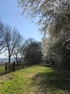 Ancient Woodland, a Holy Well and Bluebells