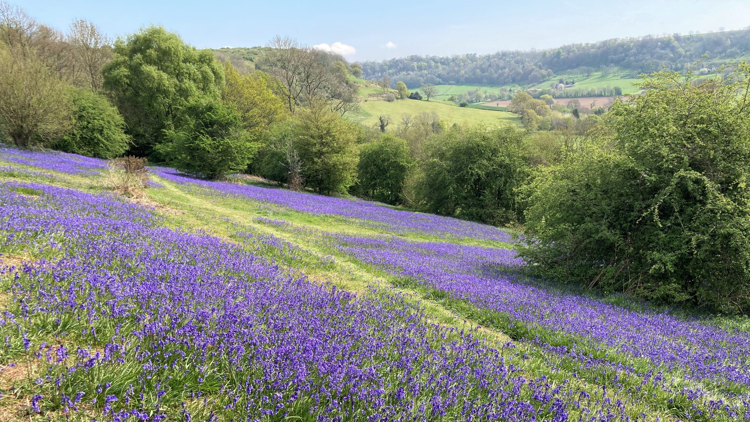 Around Cam Downs Bluebell Walk