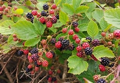 Andoversford: Hello Blackberry Way.