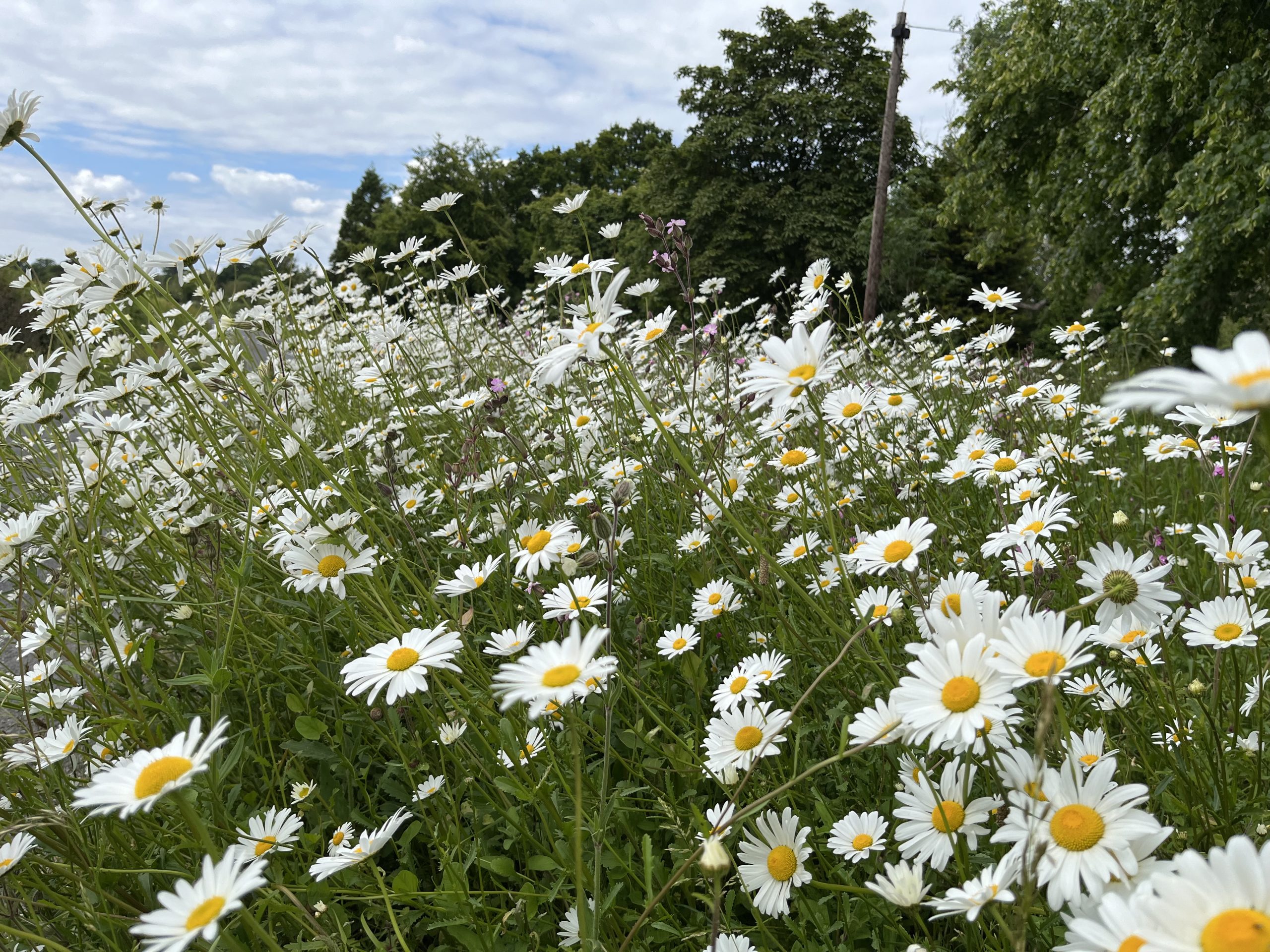 Wildflower Walk -  simple Identification