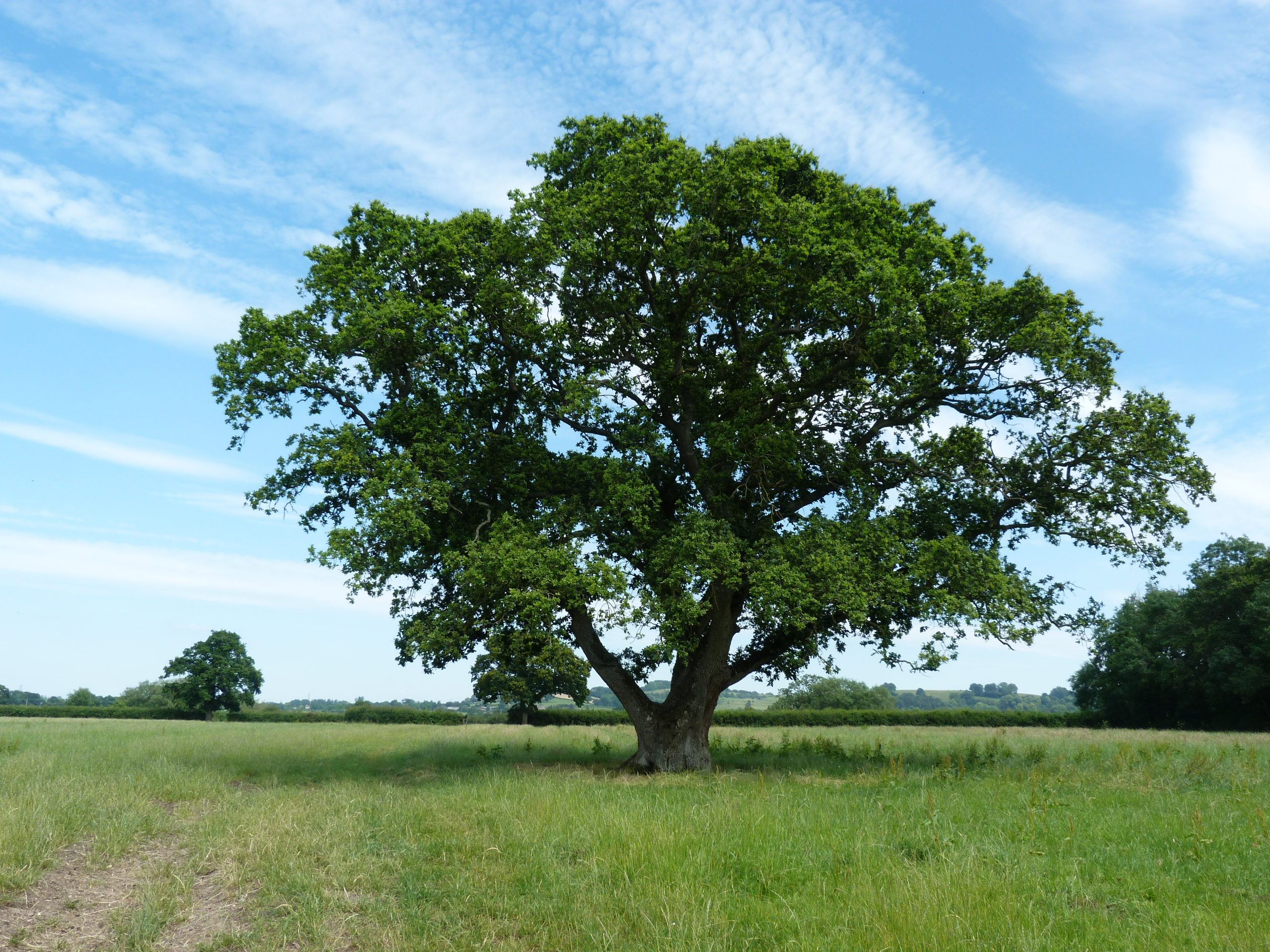 Trees in full leaf: Identifying trees with their summer plumage
