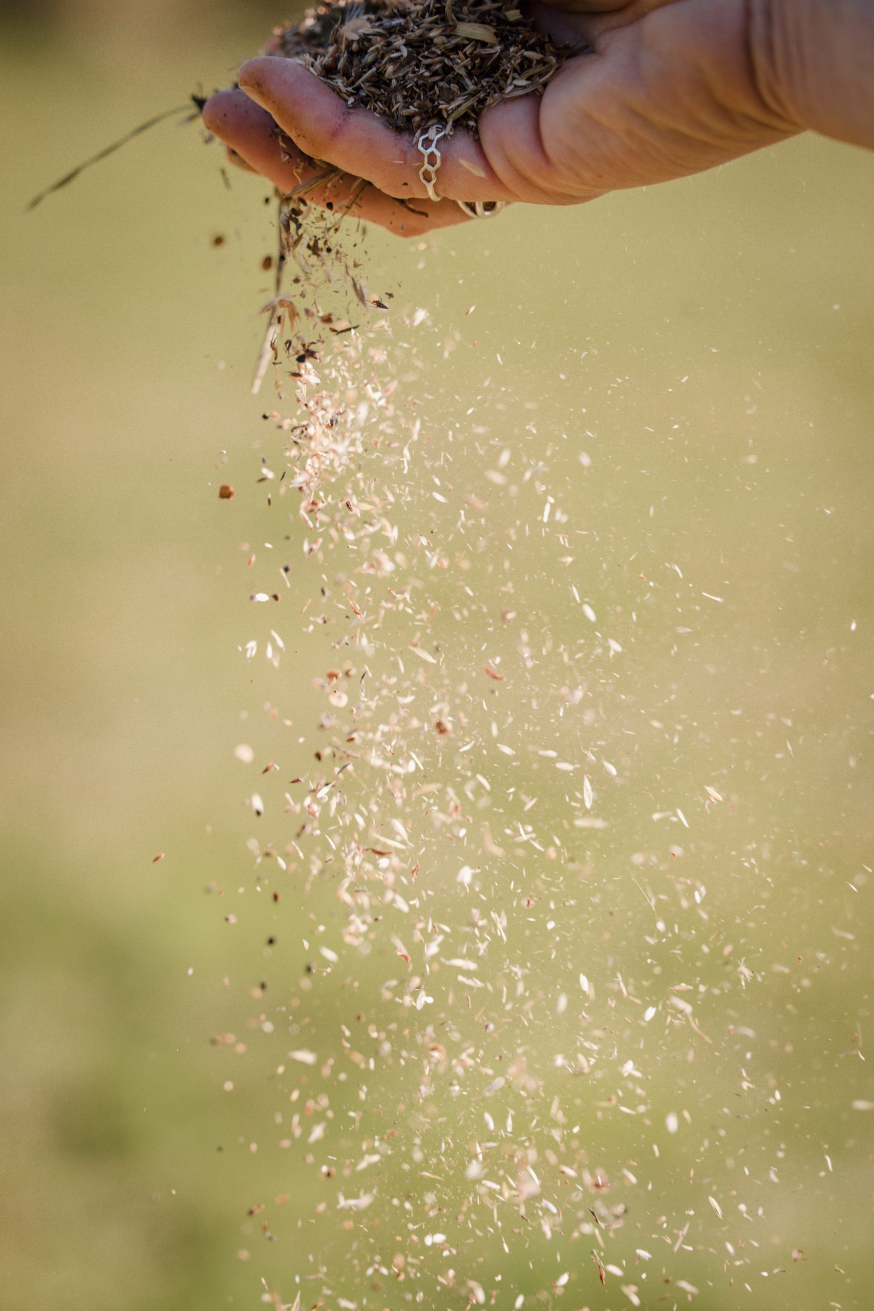 Image shows a hand sowing wildflower seeds outside. Image by Tea Smart.