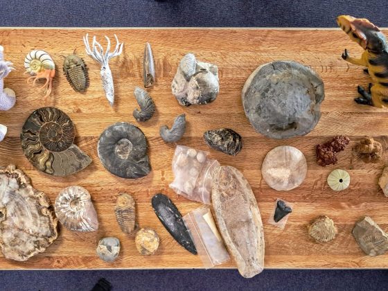 Image shows a table top displaying lots of different fossil samples.