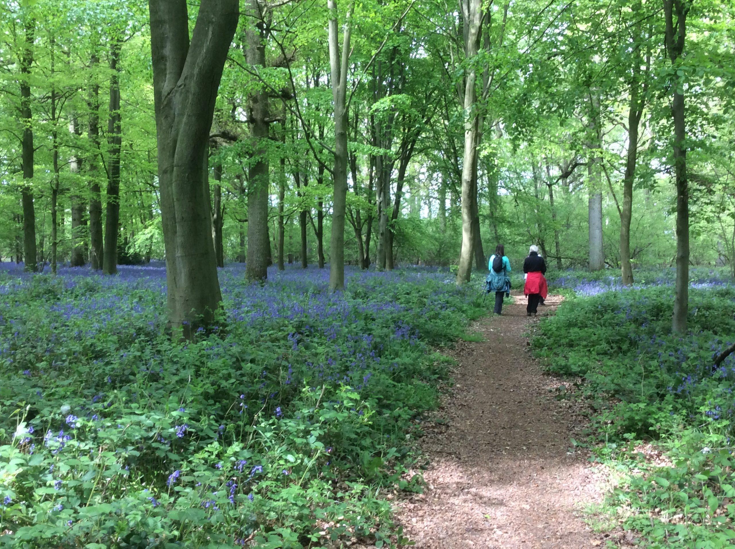CNL60/Beautiful Bluebells