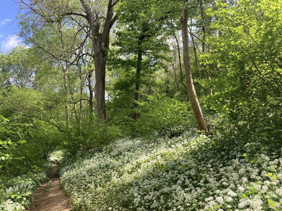 Image shows a sunny summer pathway past woodland with wild garlic growing up a bank.