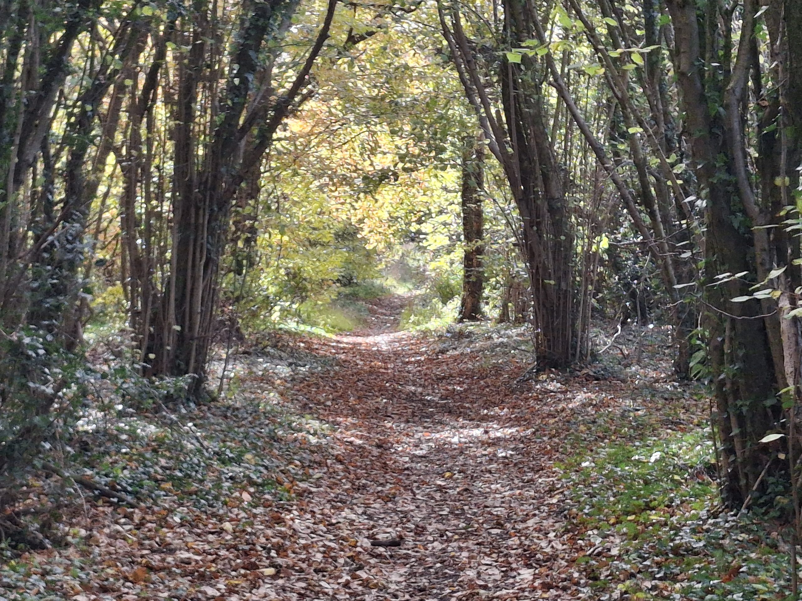 A short historic winter walk around Hailes and Farmcote