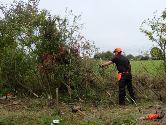 Image shows a man working on laying a hedge. He's earing safety gear and has worked about half way along from right to left.