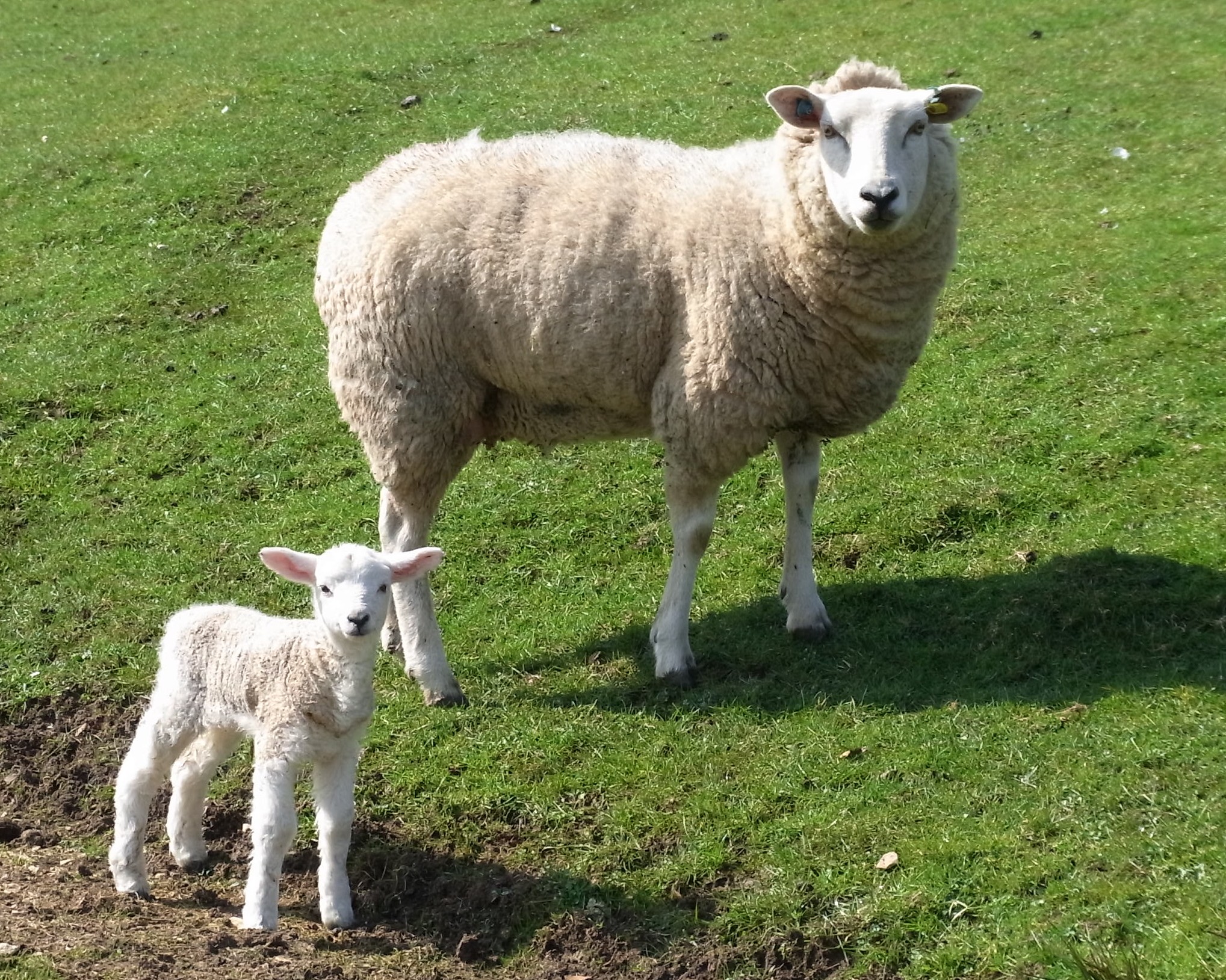 Coffee Morning Walk, 'Harbingers of Spring'