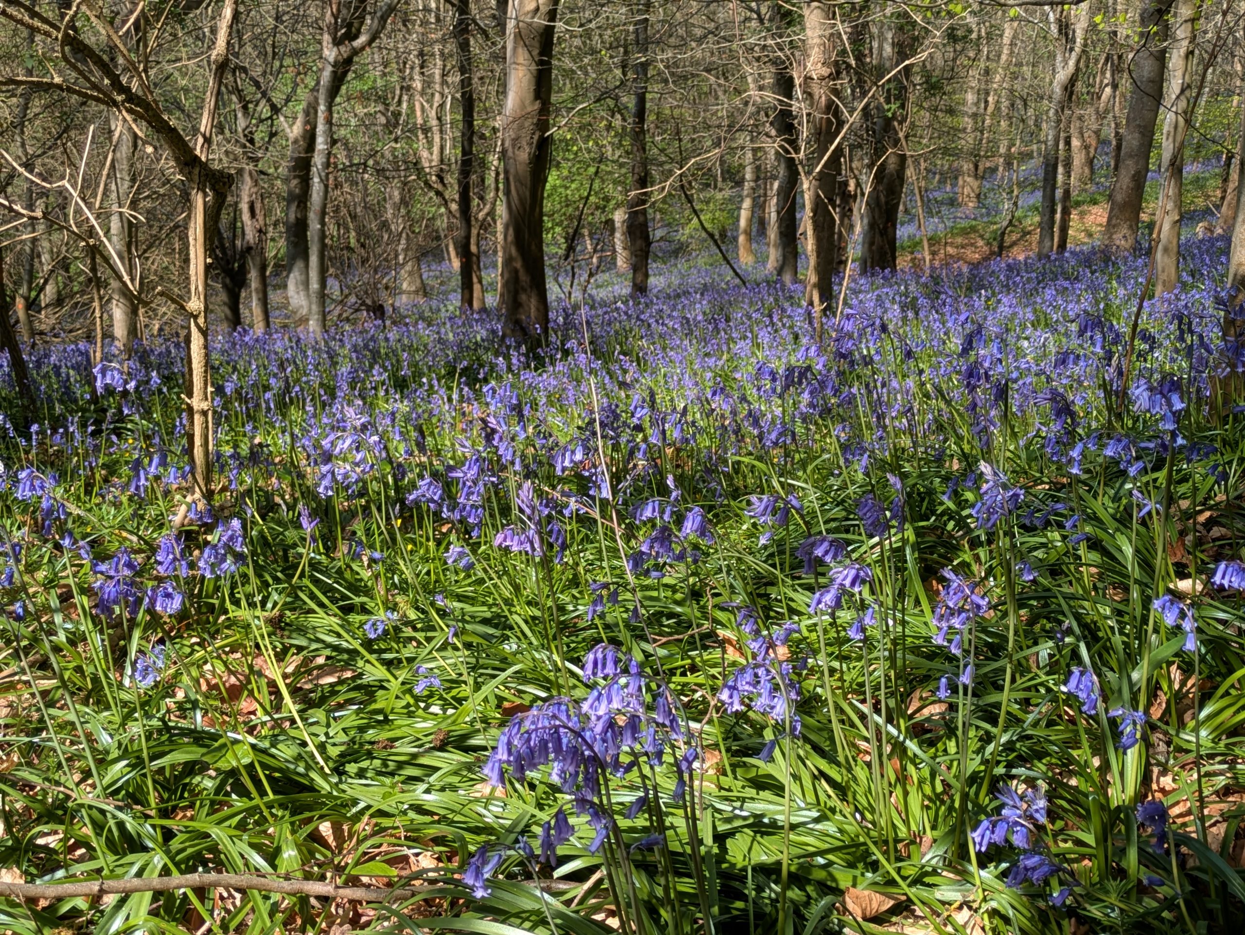 Bluebells and Gin