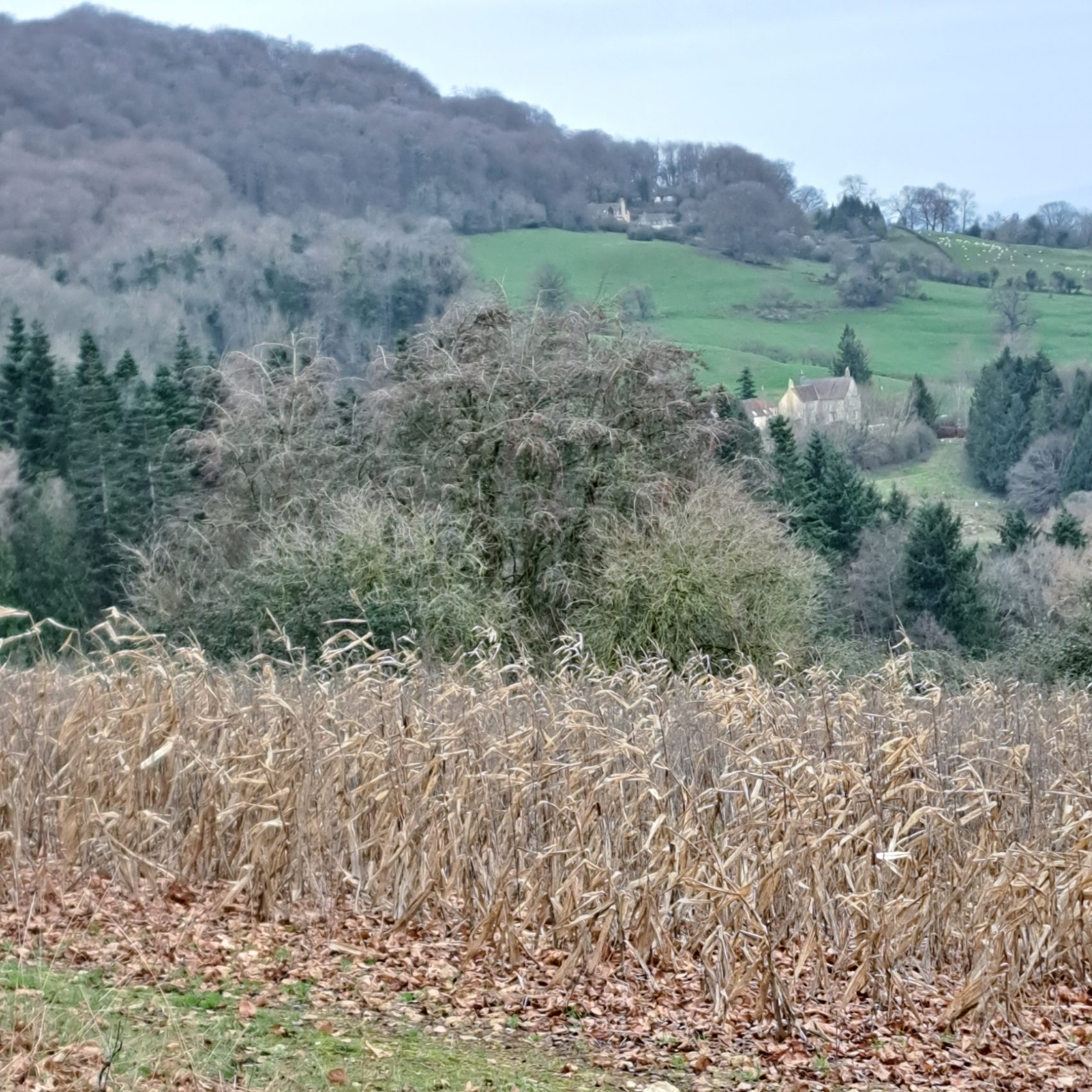 Cranham and Cooper’s Hill