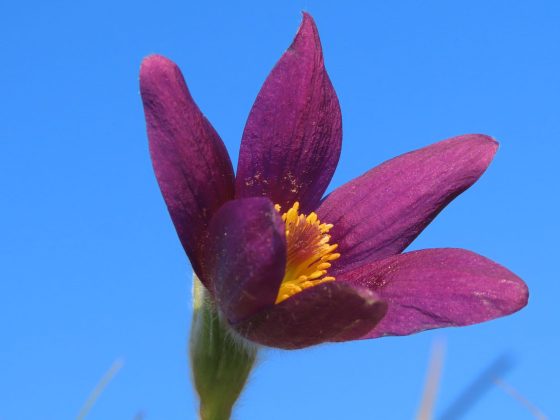 Image is a close up of a pasqueflower, open to the sunlight against a blue sky. Image by Anna Field.