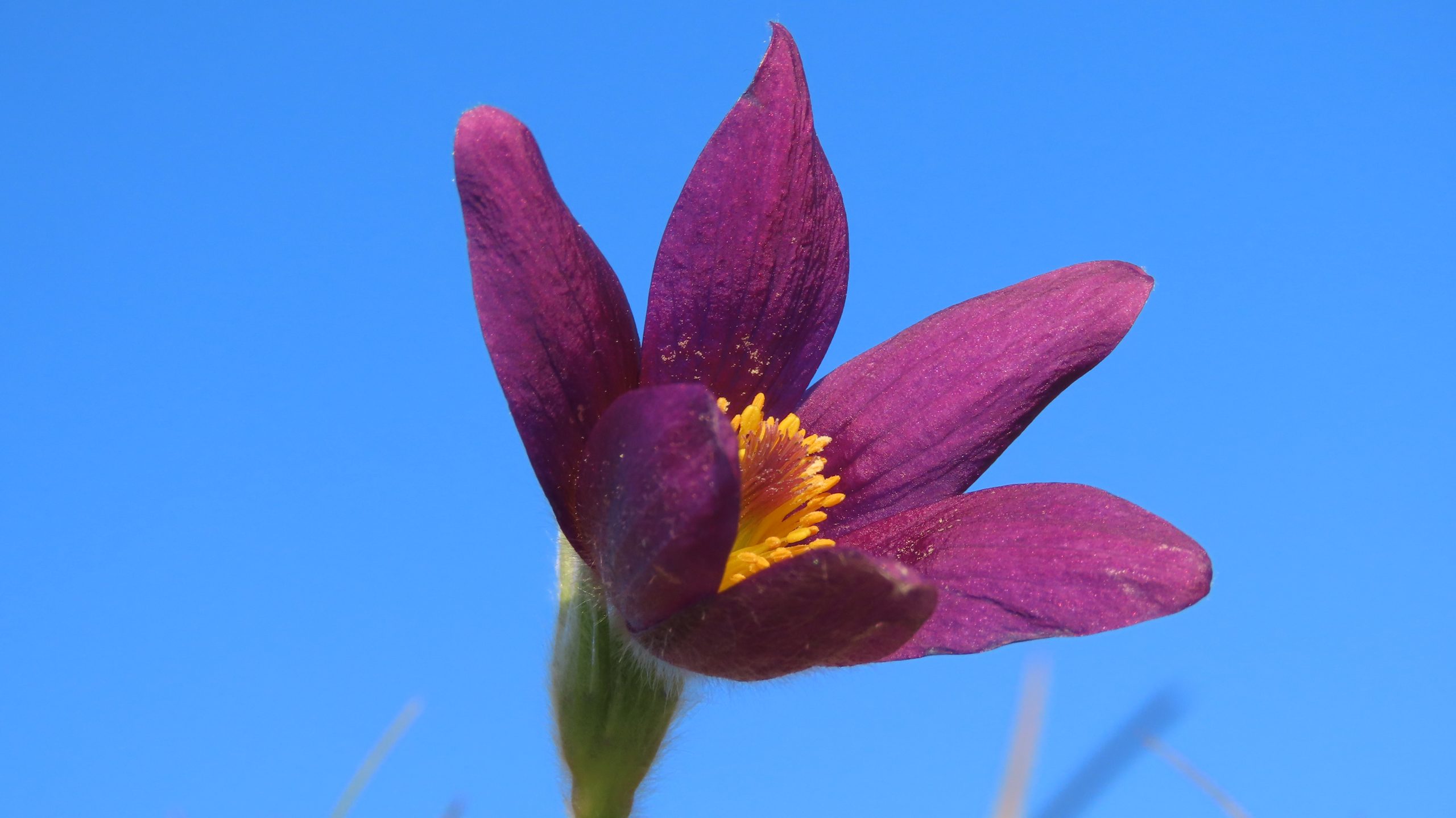 Image is a close up of a pasqueflower, open to the sunlight against a blue sky. Image by Anna Field.