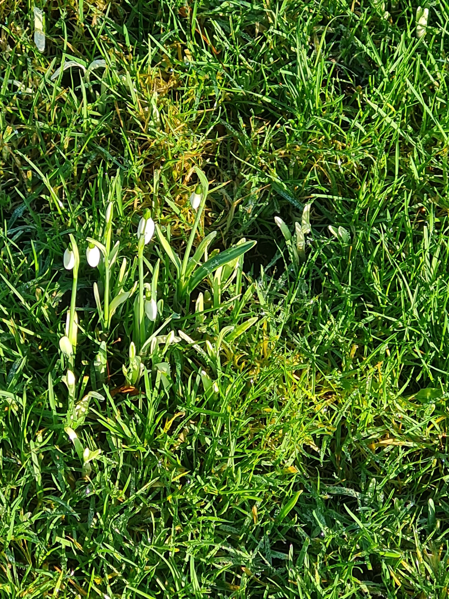 Snowdrops and Aconites
