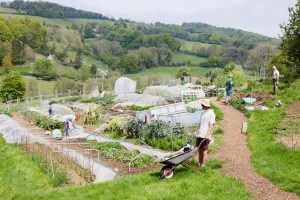 Image shows the Common Soil community garden. Image courtesy of Common Soil.