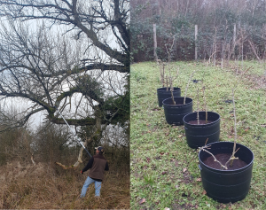 Images shows a montage of two images documenting the black poplar tree project. 