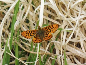 Photo is of a pearly bordered fritillary butterfly resting on grasses. Image credit: Simon Smith