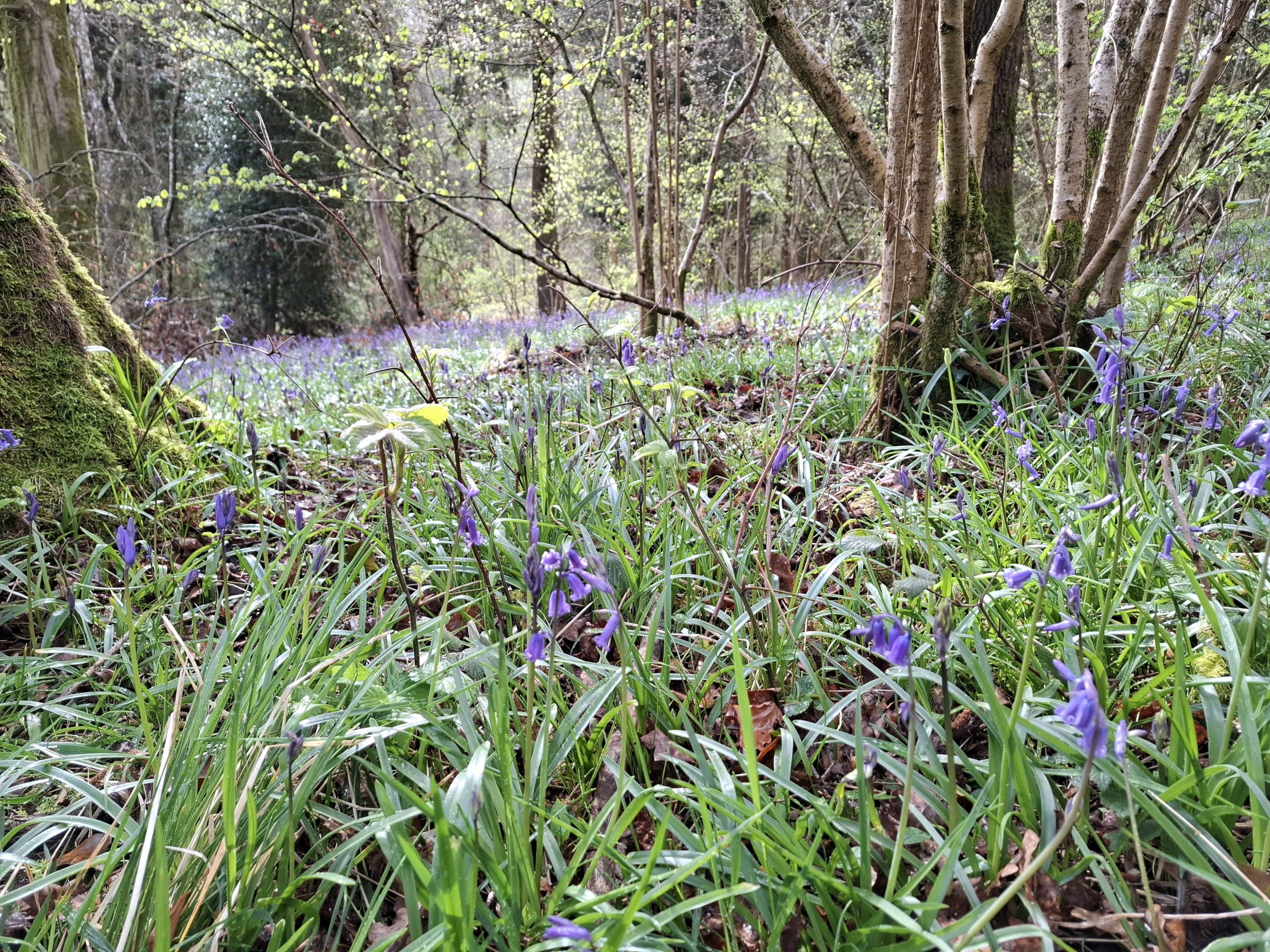 Wardens Wood to Cleeve Common via Wontley Farm