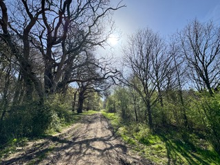 CNL60 Forest and Frescos