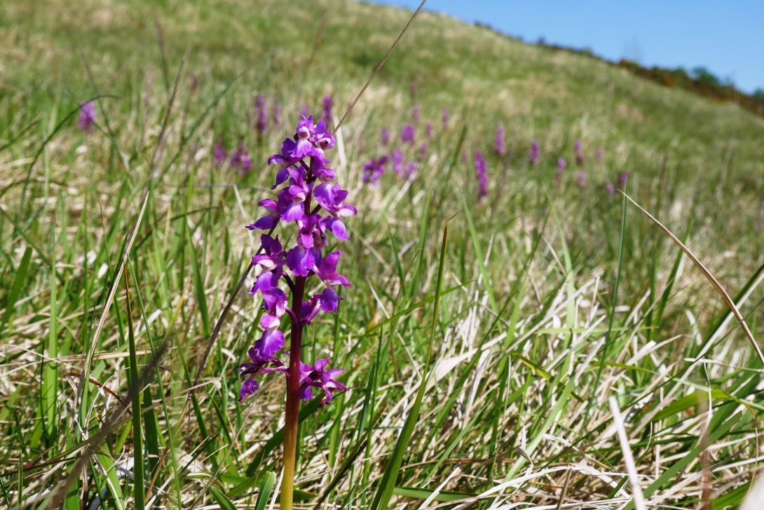 Image is a photo of an early purple orchid on Cleeve Common. Taken by Nicole Daw.