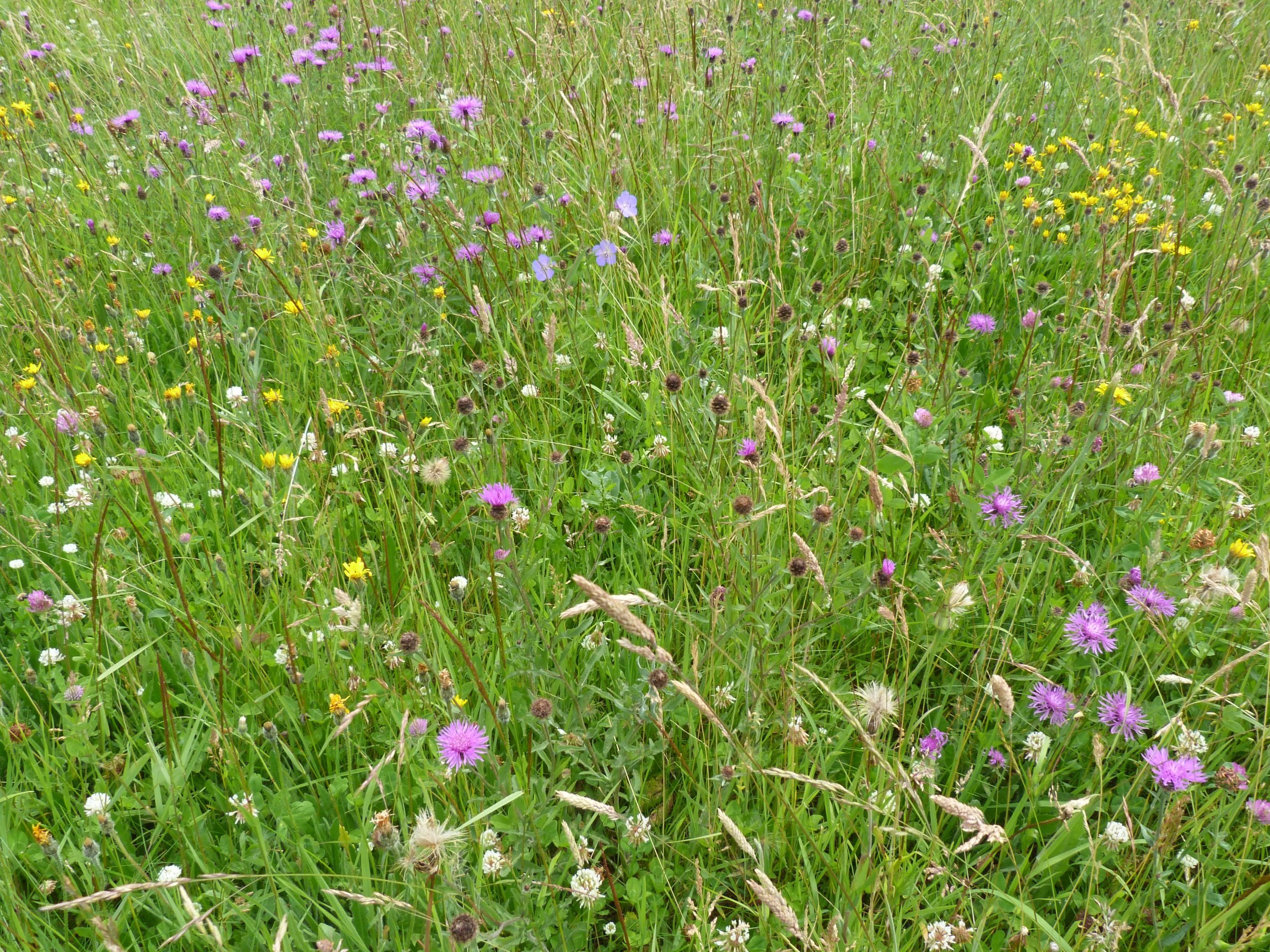 Adonis Blue and Marsh Fritillary butterflies on Hazelbury Common