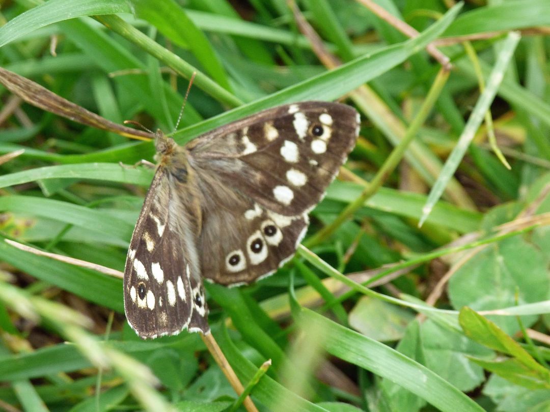 Butterflies and Moths on West Yatton Down S.S.S.I.