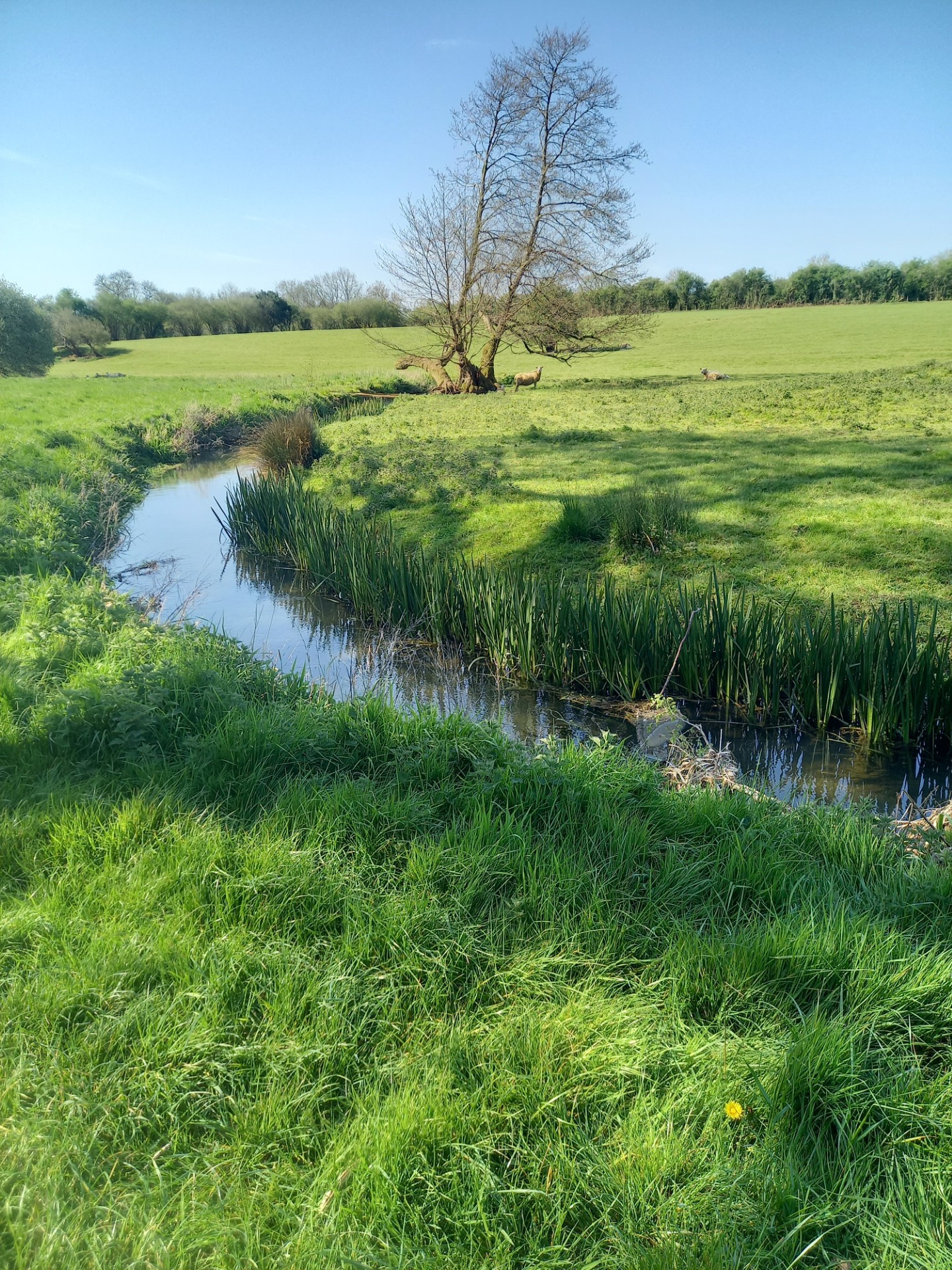 Coln River Trail Leg 4 - Withington to Chedworth