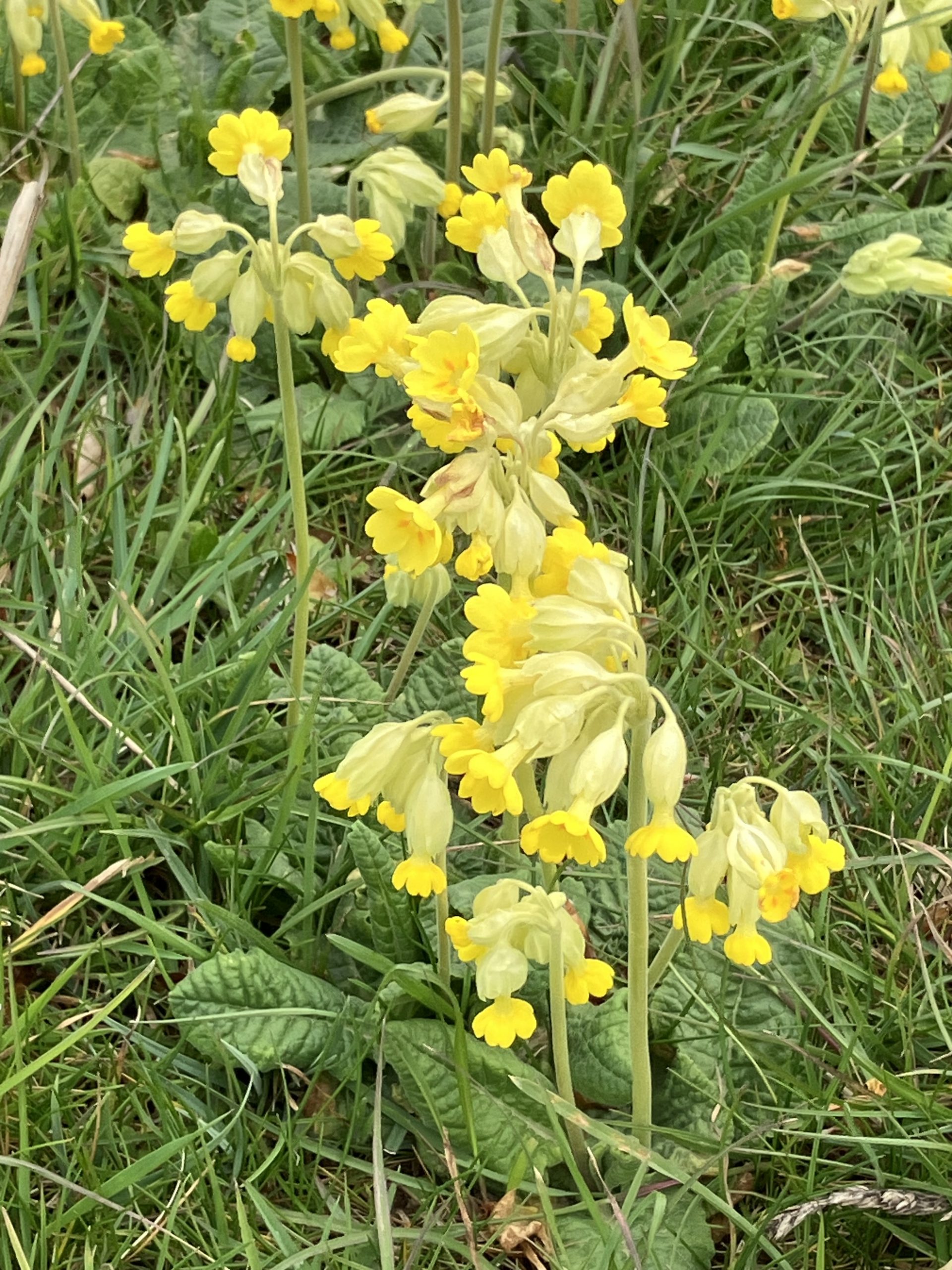 Selsley Common Children's Nature Walk