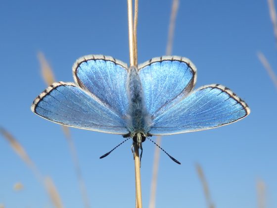 Image is a close up picture of an Adonis blue butterfly on a strand of grass.