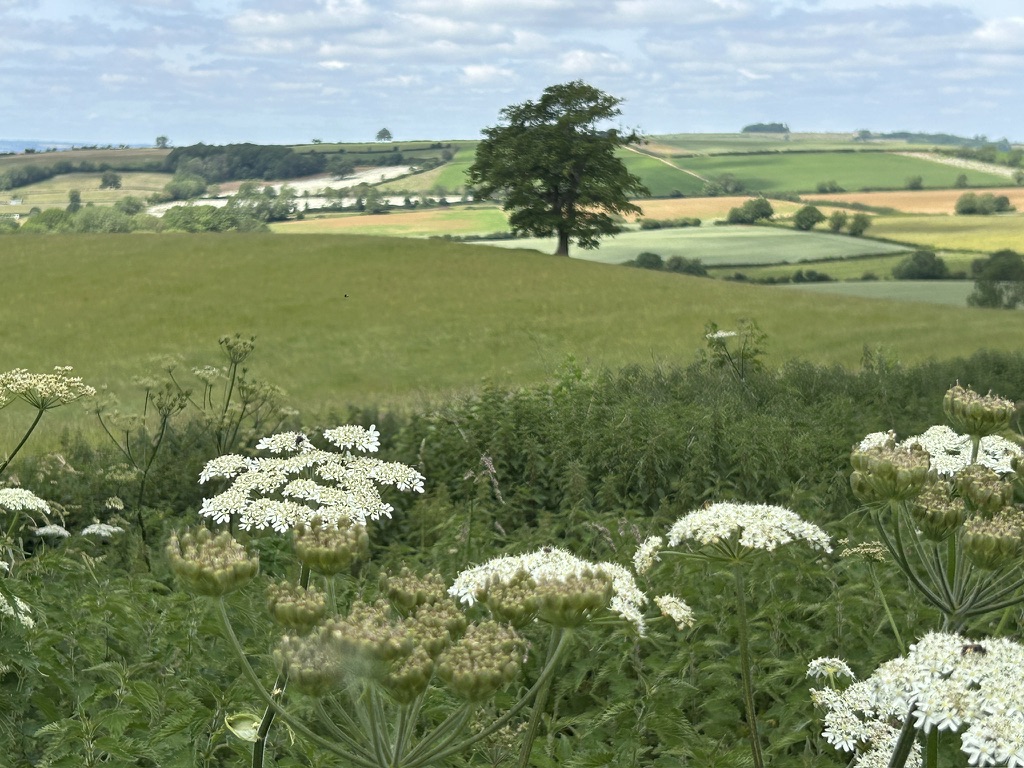Discover the Feldon
