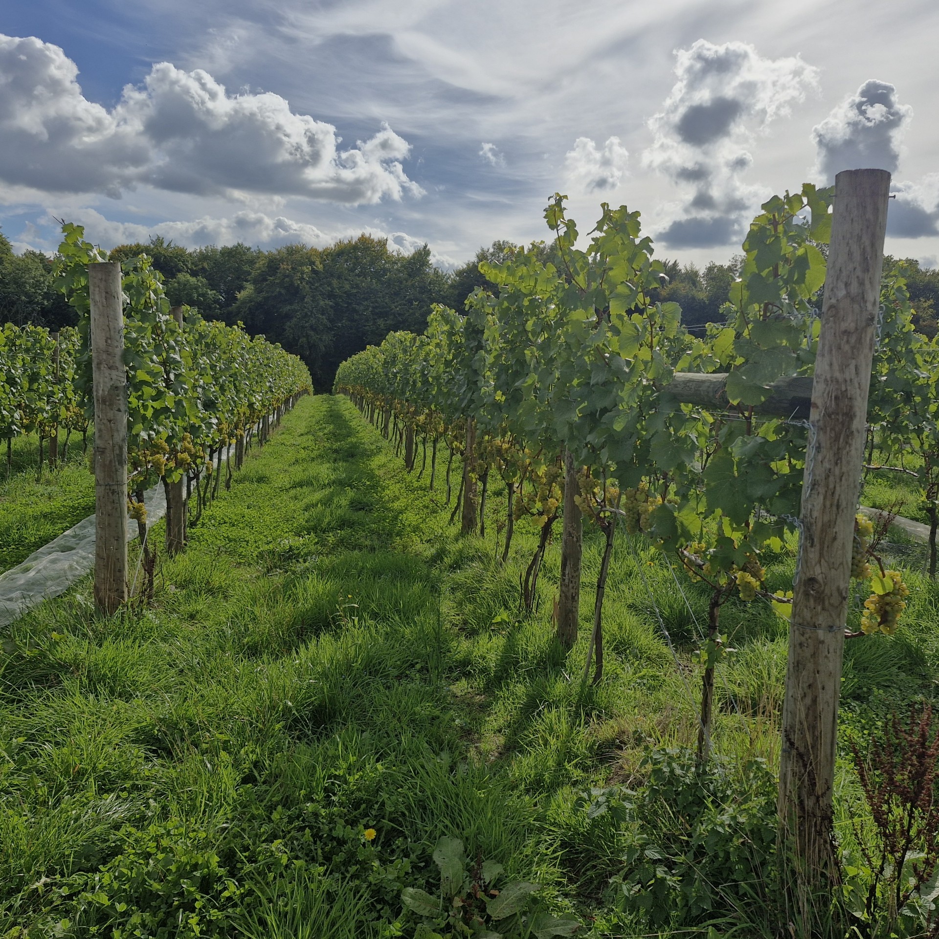 Woodchester Vineyards and Park via Selsley Common