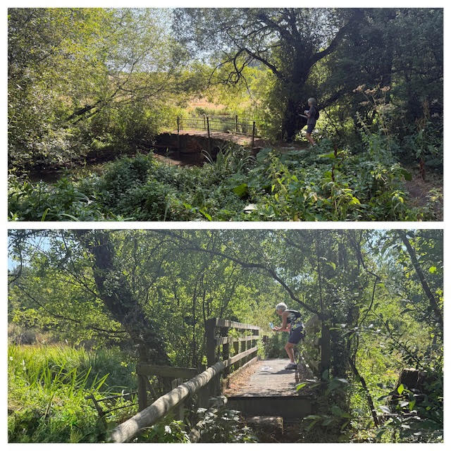 Bridge(s) over the River Coln