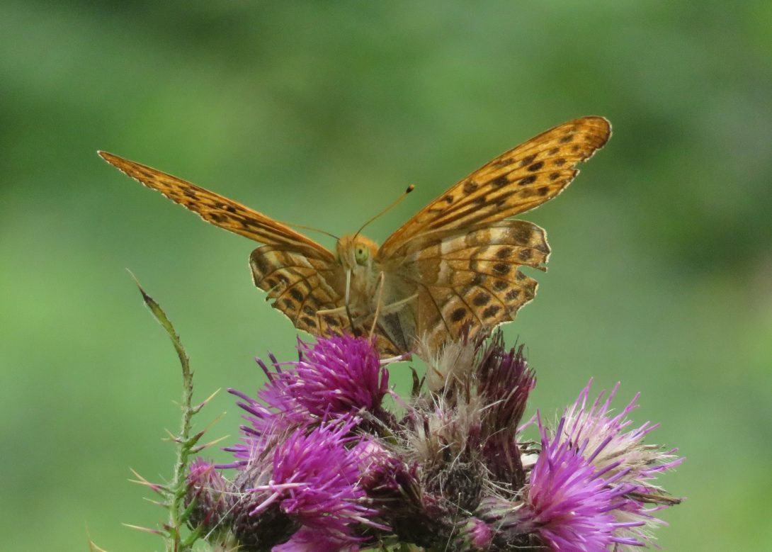 Photo is of a silver washed fritillary butterfly. Image by Simon Smith.