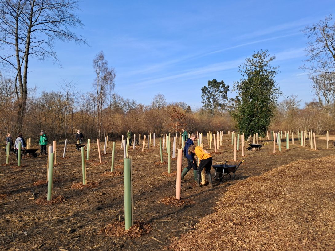 Images shows a group of young people planting trees.
